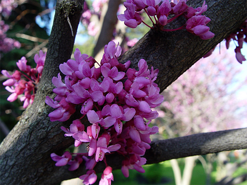 Image of Cercis canadensis specimen.