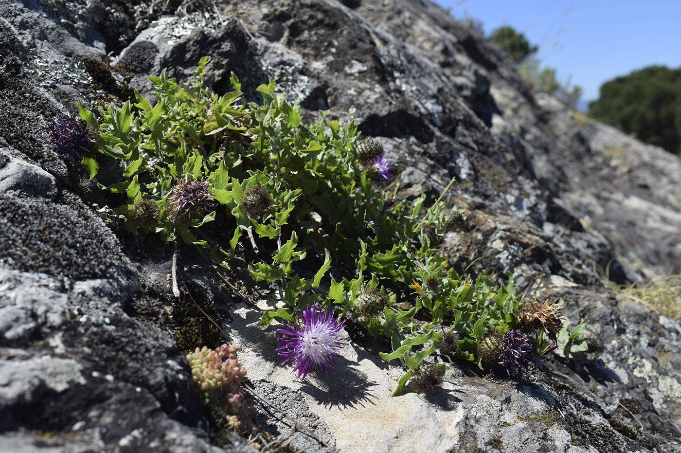 Image of Centaurea pectinata specimen.