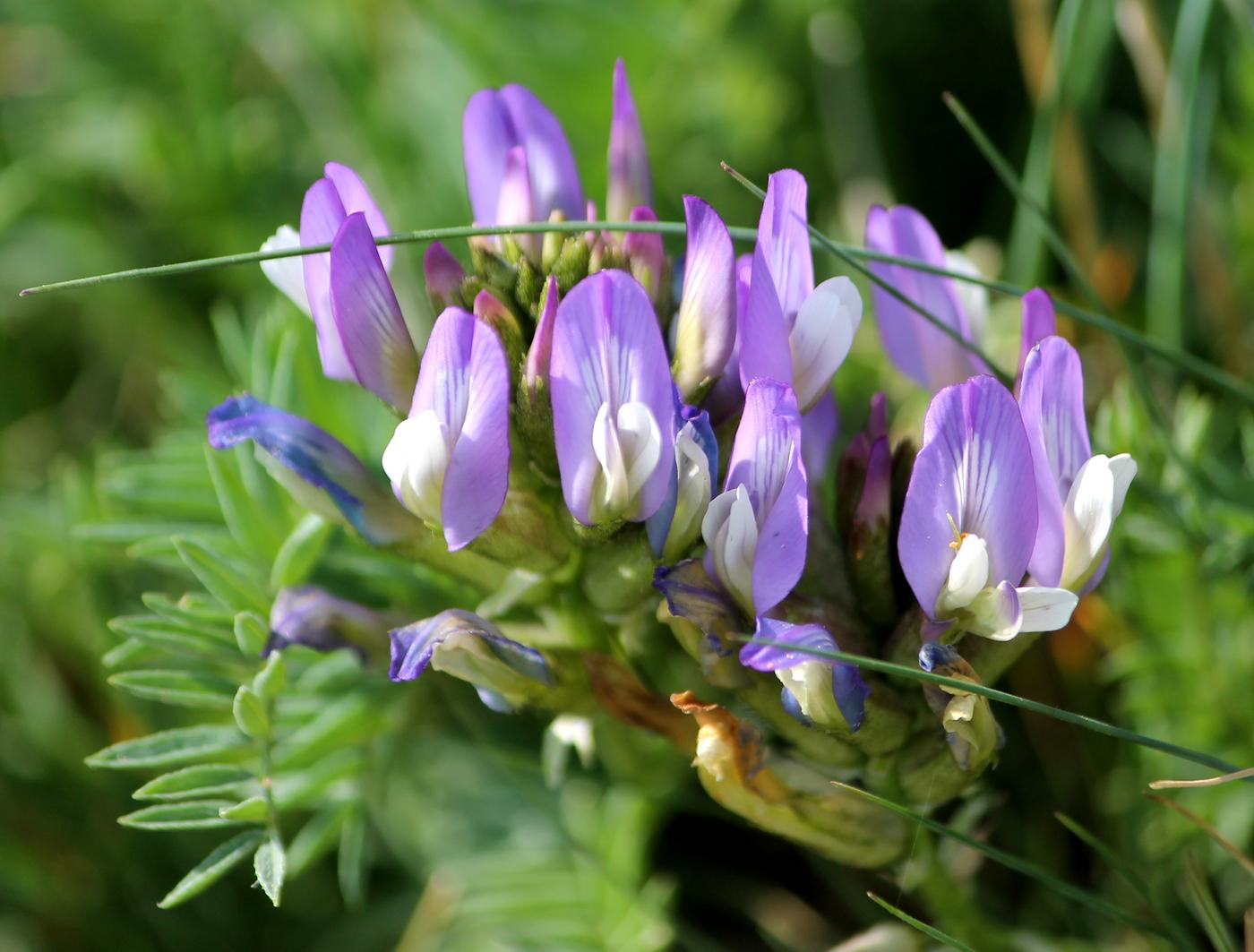 Image of Astragalus masenderanus specimen.