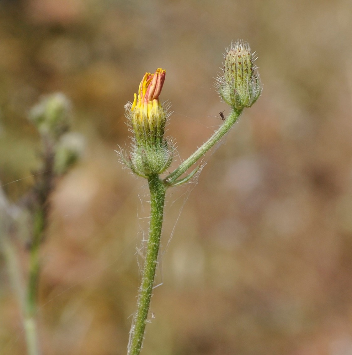 Изображение особи род Crepis.