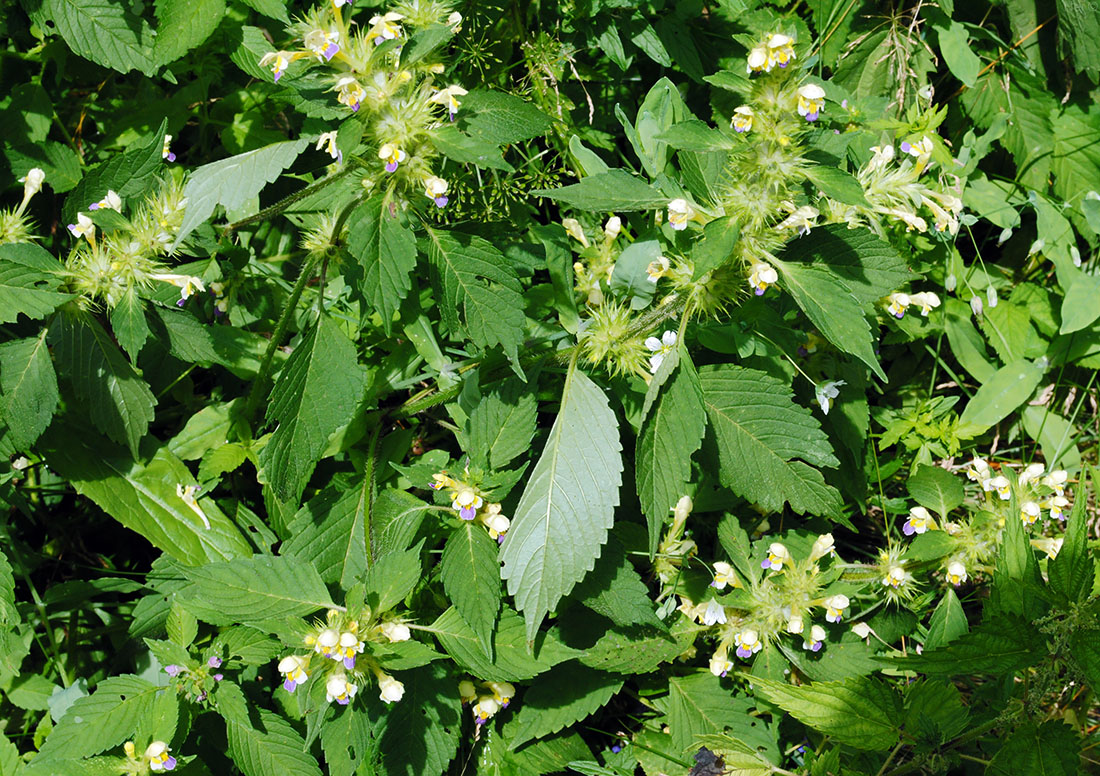 Image of Galeopsis speciosa specimen.