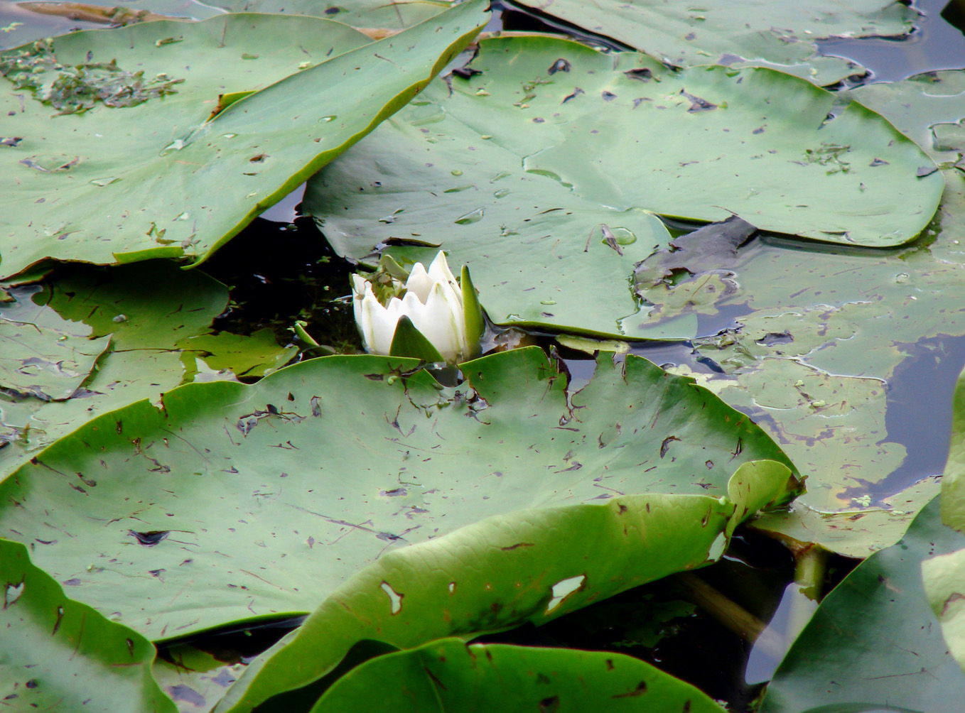 Изображение особи Nymphaea alba.