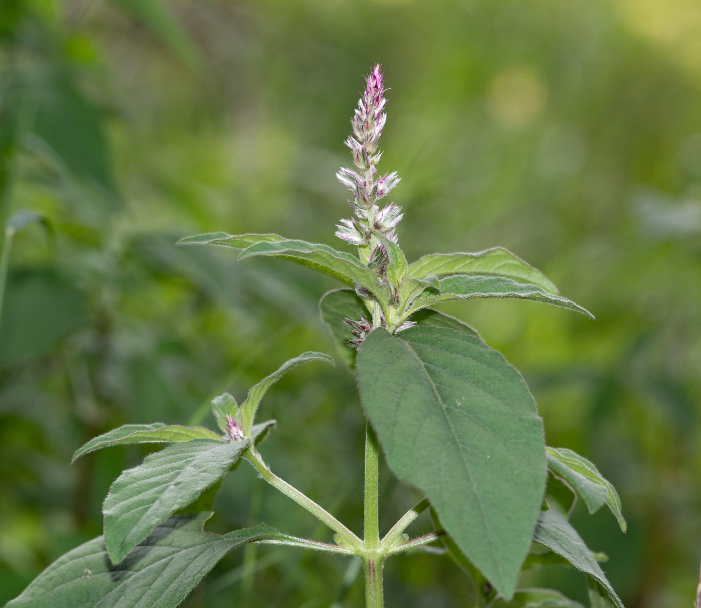 Изображение особи Nelsia quadrangula.