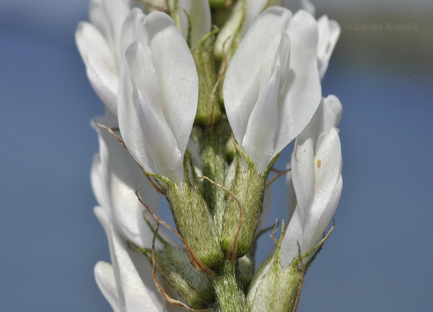 Изображение особи Astragalus marinus.