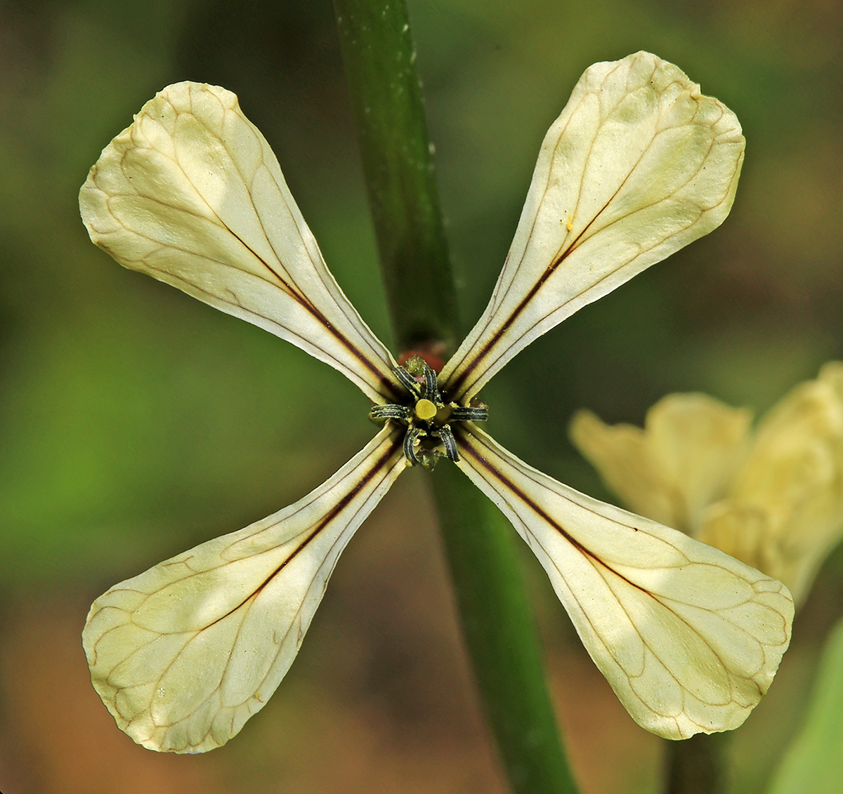 Image of Eruca sativa specimen.
