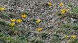 Crocus korolkowii