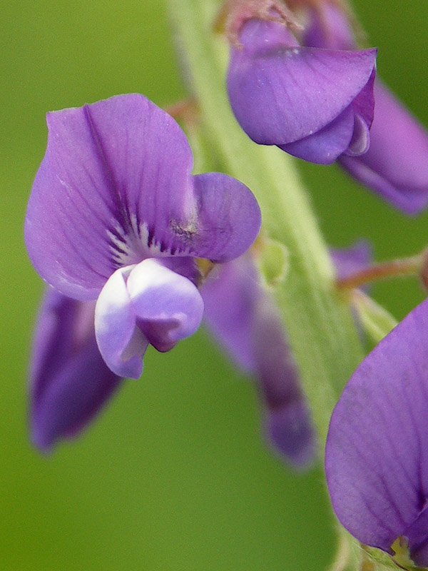 Изображение особи Galega orientalis.