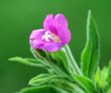 Epilobium hirsutum