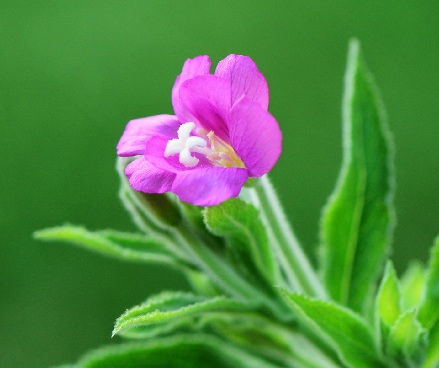 Image of Epilobium hirsutum specimen.