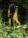 Ligularia jaluensis. Верхушки цветущих растений. Приморский край, Ольгинский р-н, окр. с. Милоградово. 11.08.2009.