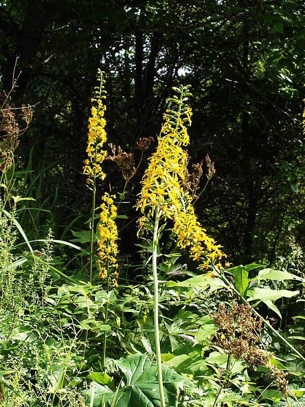 Изображение особи Ligularia jaluensis.