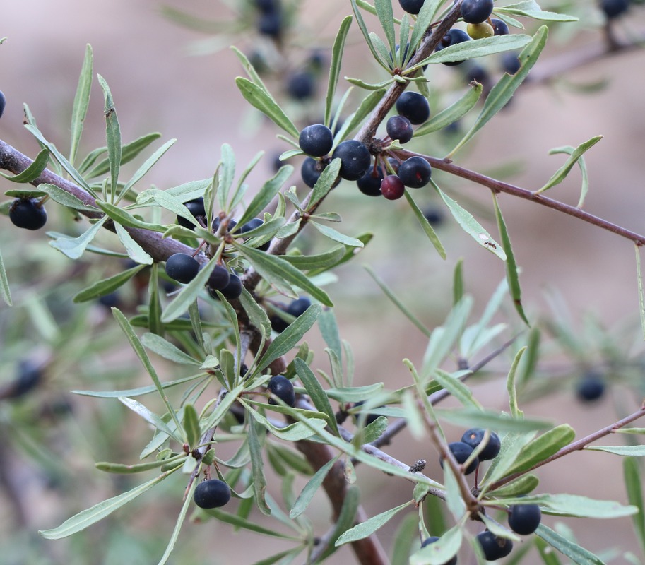 Image of Rhamnus erythroxyloides specimen.