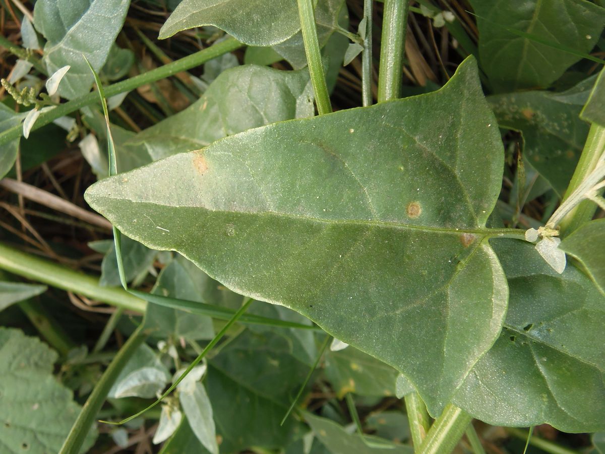 Image of Atriplex micrantha specimen.