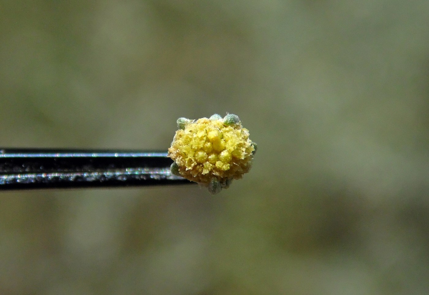 Image of Artemisia absinthium specimen.