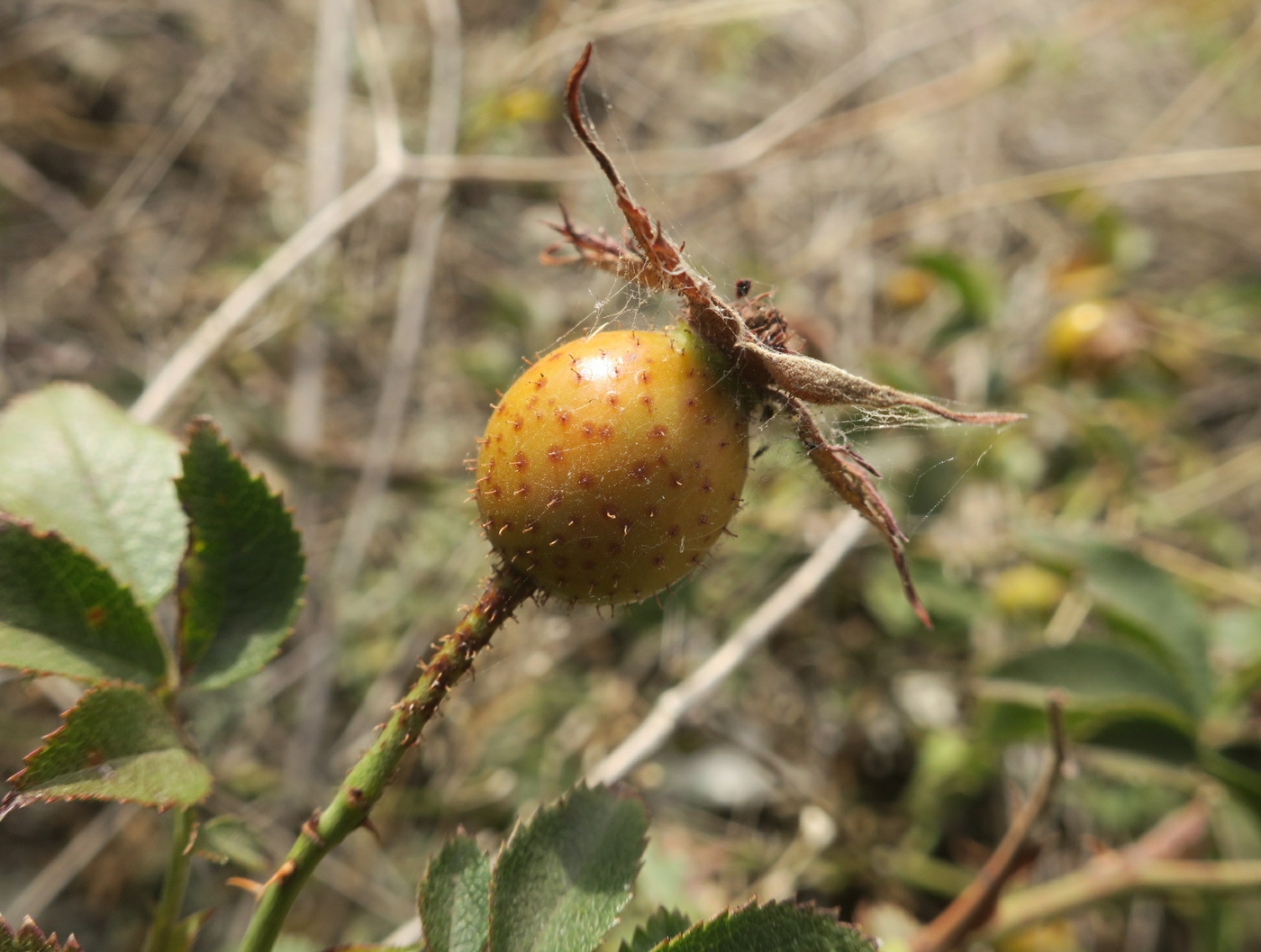 Изображение особи Rosa schmalhauseniana.