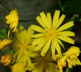 Lapsana communis