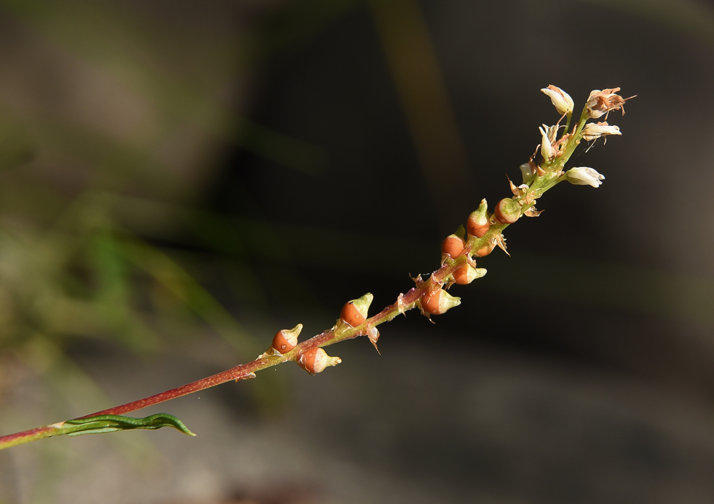Image of Bistorta vivipara specimen.