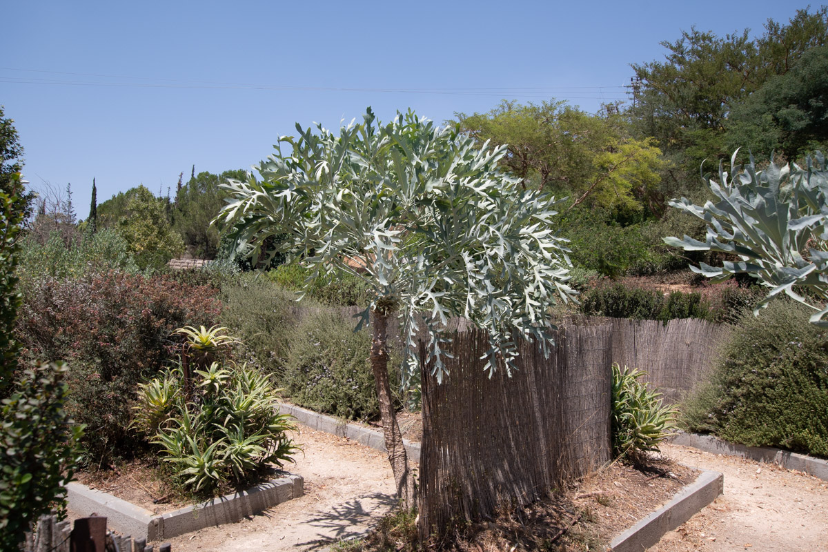 Image of Cussonia paniculata specimen.