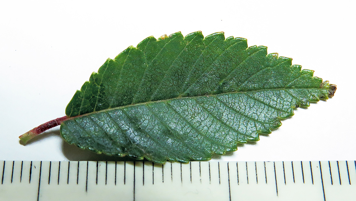 Image of Ulmus pumila specimen.