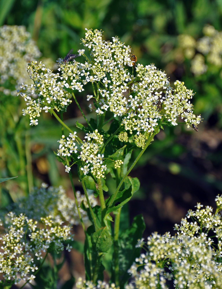 Image of Cardaria draba specimen.