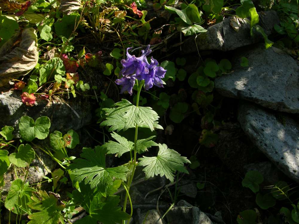 Изображение особи Delphinium brachycentrum.