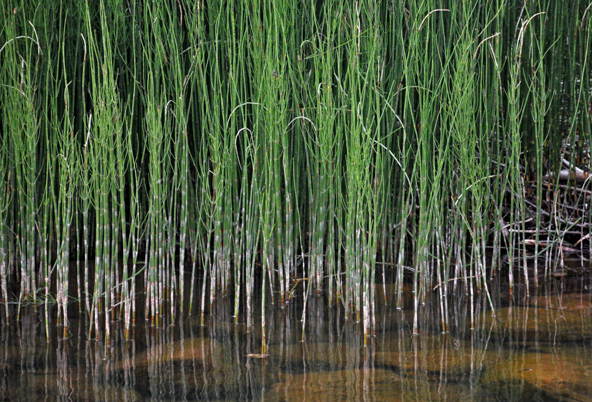 Изображение особи Equisetum fluviatile.