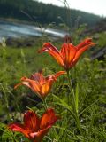 Lilium pensylvanicum