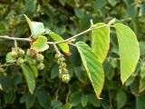 Corylopsis sinensis. Верхушка веточки плодоносящего растения с незрелыми плодами. Нидерланды, Южная Голландия, г. Делфт, ботанический сад Делфтского технического университета (TU Delft). Август.