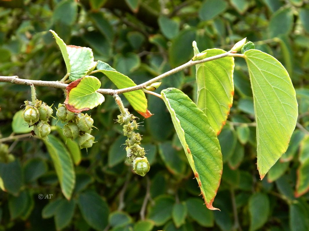 Image of Corylopsis sinensis specimen.