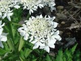 Heracleum lehmannianum. Часть соцветия с кормящимися насекомыми. Узбекистан, хребет Нуратау, Нуратинский заповедник, урочище Хаятсай, берег горной речки, около 1300 м н.у.м. 02.06.2013.