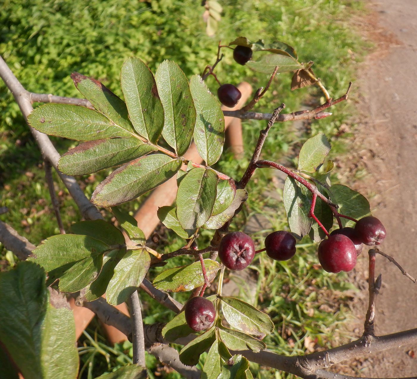 Image of &times; Crataegosorbus miczurinii specimen.