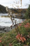Solidago virgaurea subspecies lapponica. Усыхающие генеративные побеги с соплодиями (внизу - оранжево-красные листья Chamaepericlymenum suecicum). Мурманская обл., Кольский р-н, долина р. Титовка ниже автодороги А138 Мурманск — Печенга, Мельничные водопады, бровка скального обрыва, кустарничковый березняк. 23.09.2020.