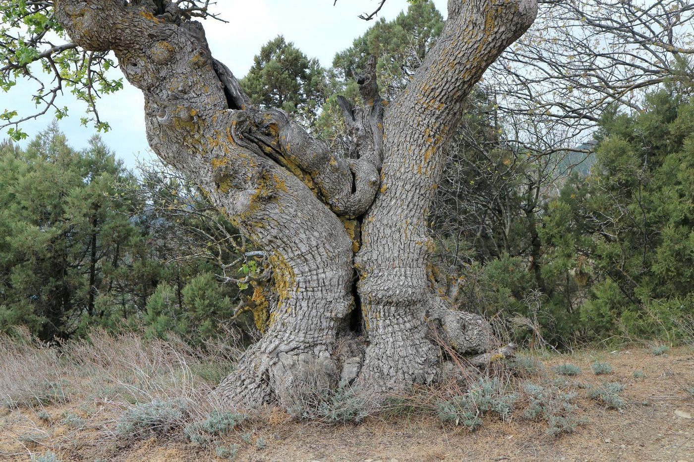 Image of Pistacia mutica specimen.