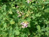 Lespedeza bicolor