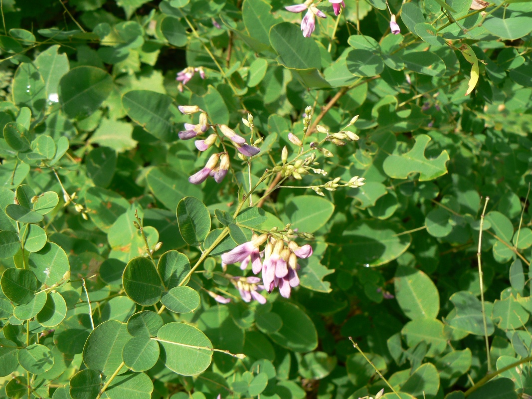 Image of Lespedeza bicolor specimen.