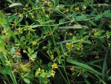 Melilotoides platycarpos