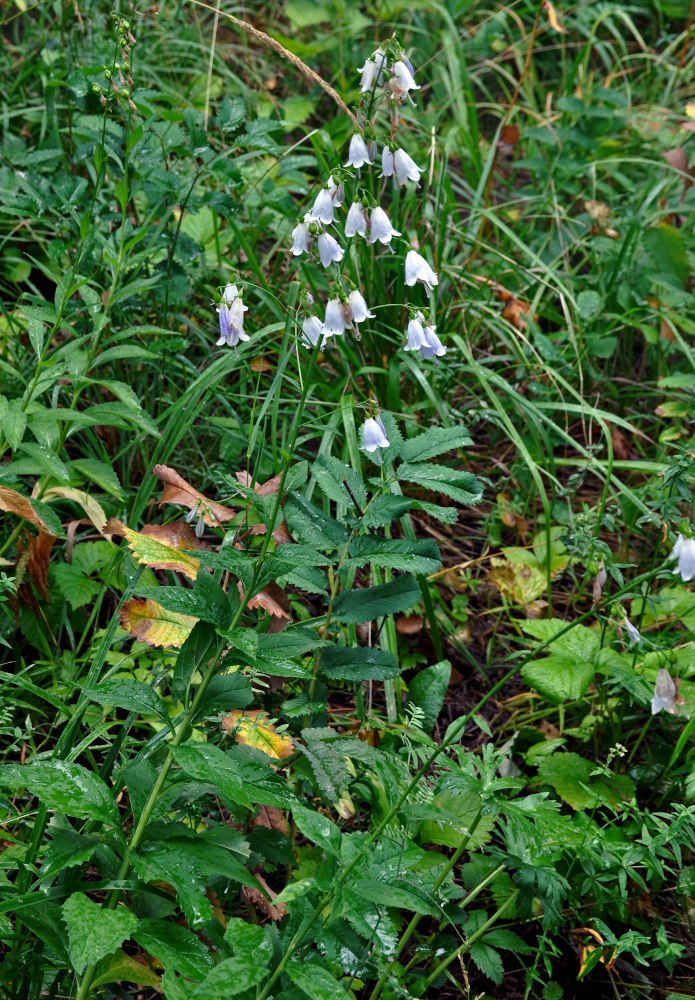 Изображение особи Adenophora liliifolia.