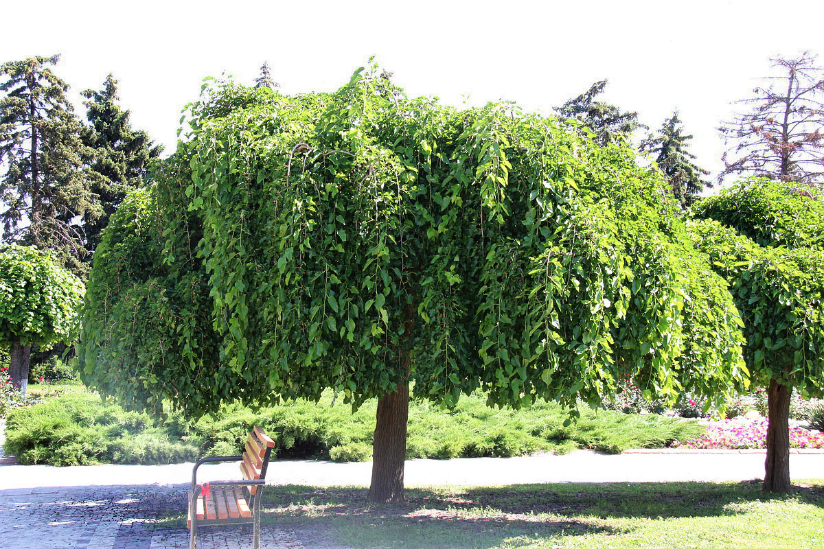 Изображение особи Morus alba.