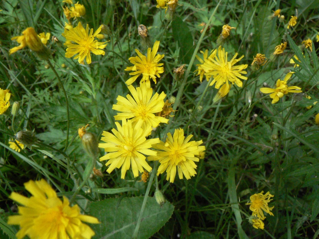 Изображение особи Crepis tectorum.