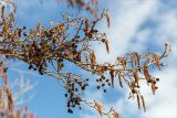 Alnus glutinosa. Ветви с мужскими и женскими соцветиями и прошлогодними соплодиями. Санкт-Петербург, Кронштадтский р-н; о-в Котлин, побережье Финского зал. к югу от форта \"Шанец\", песчаный береговой вал. 02.05.2021.