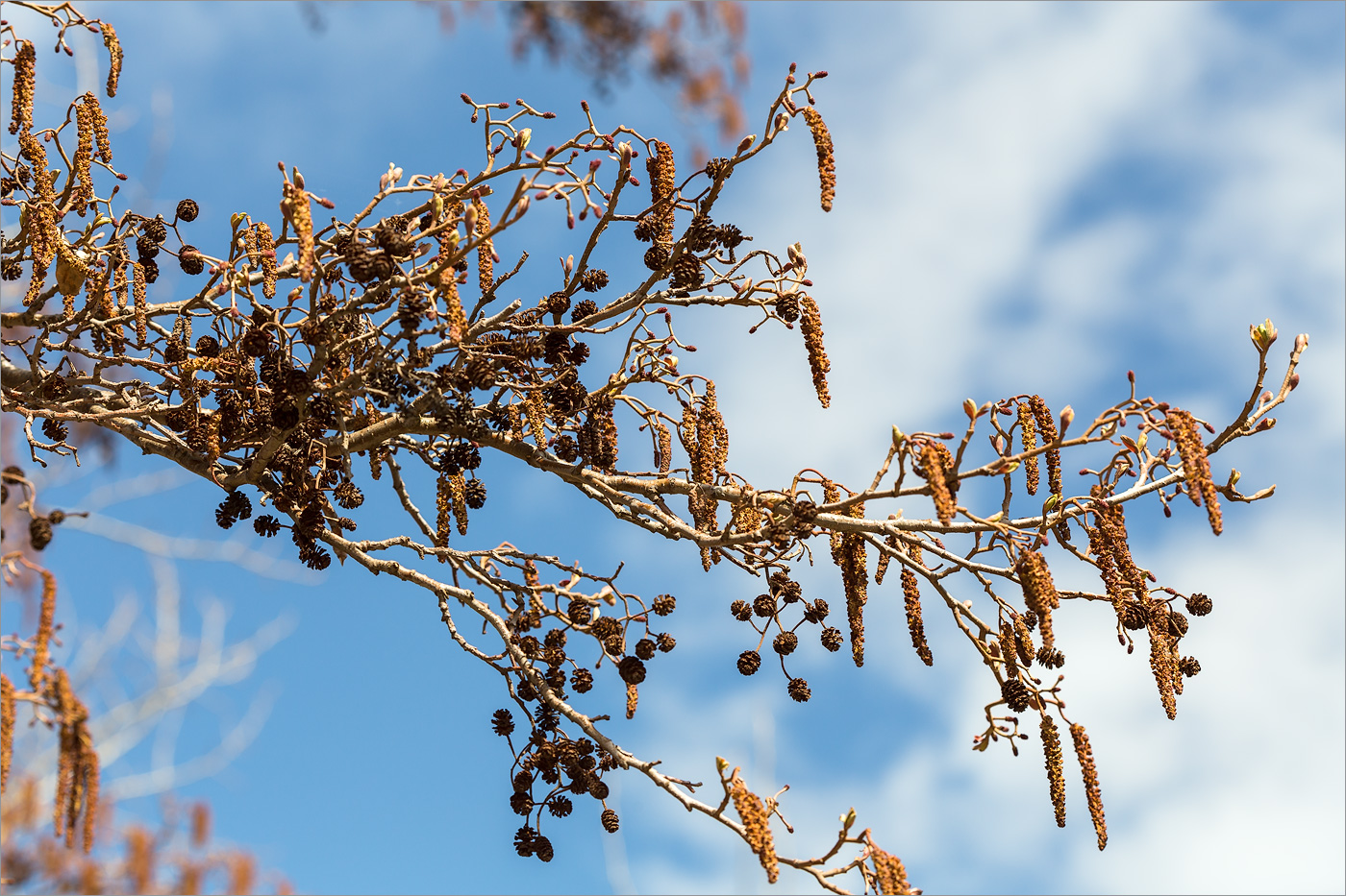 Изображение особи Alnus glutinosa.