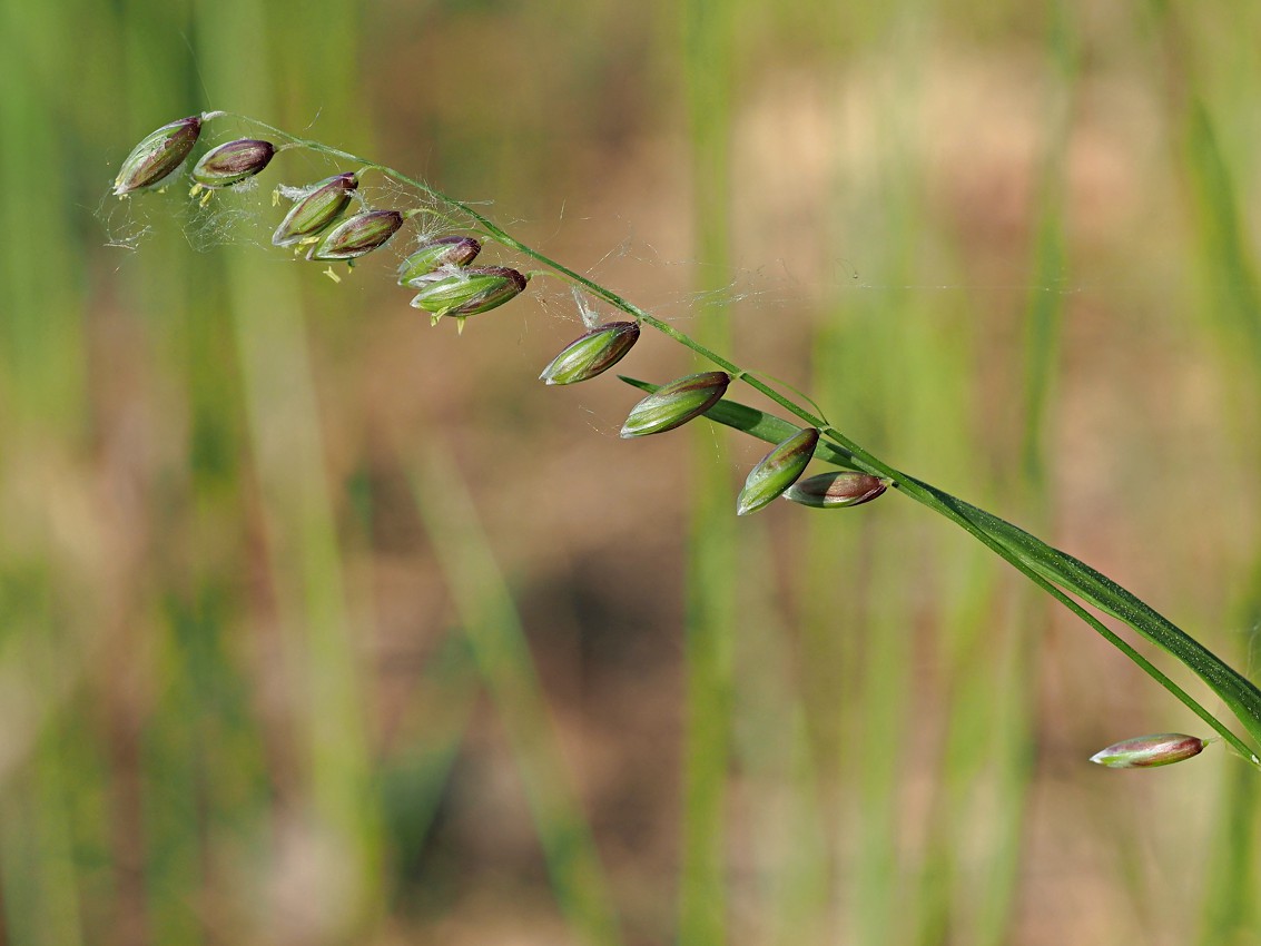 Image of Melica nutans specimen.