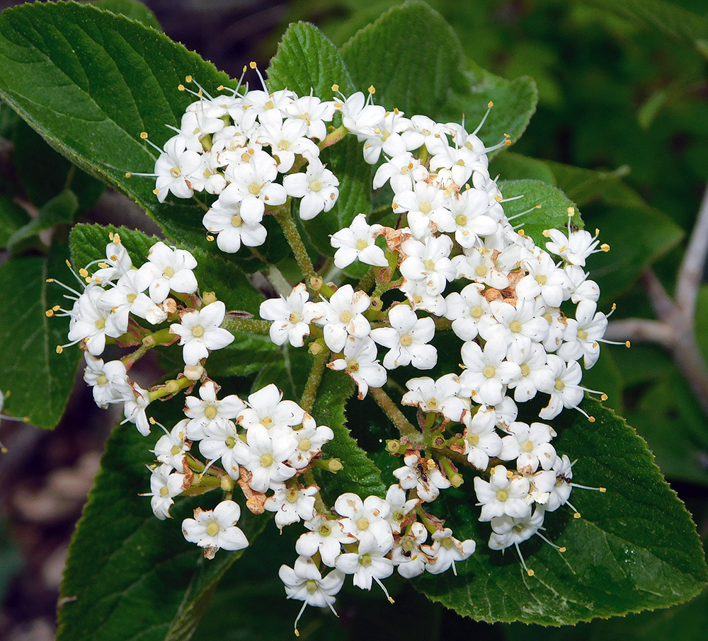 Изображение особи Viburnum lantana.