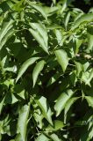 Euonymus maackii