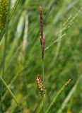 Carex melanostachya