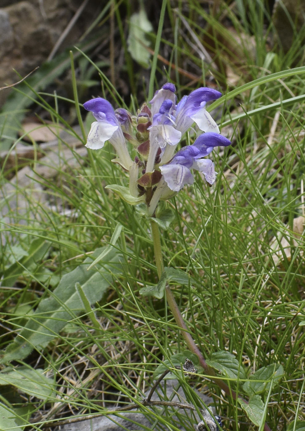 Image of Scutellaria alpina specimen.