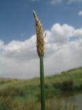 Eleocharis argyrolepis. Верхушка побега с соцветием. Казахстан, Жамбылская обл., Жуалынский р-н, хр. Боралдайтау, долина р. Боралдай, ур. Уркумбайсай, заболоченный родник. 19 июня 2021 г.