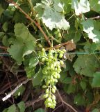 Vitis vinifera. Ветвь с созревающими плодами. Казахстан, г. Актау, в городском озеленении. 22 июня 2021 г.