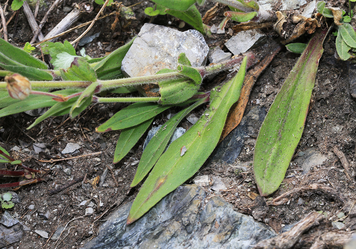 Image of Silene obscura specimen.