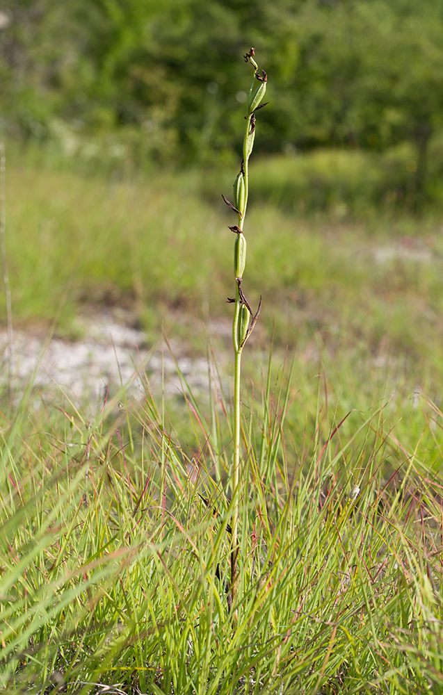 Image of Ophrys apifera specimen.